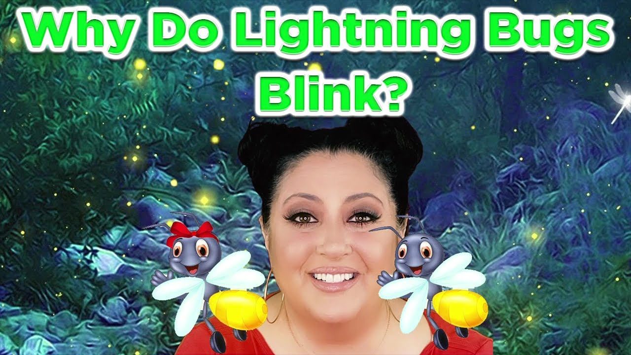 Why Do Lightning Bugs Blink? YouTube