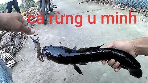 Lure Cá Lóc , Điểm Câu Bờ Bao U Minh Thượng Lên Hàng Khủng | Tuấn Fishing