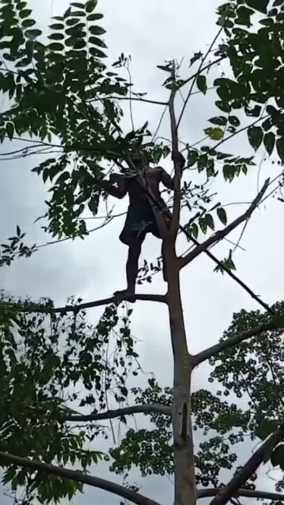 cara tangkap burung nuri