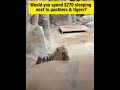 Would you spend $270 sleeping next to panthers & tigers?