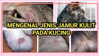 JENIS JAMUR KULIT PADA KUCING