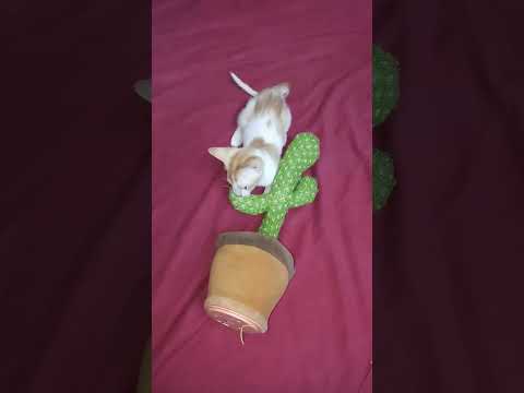 Funny cat Fight