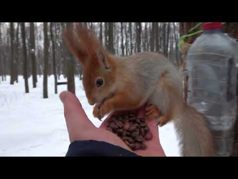 Это была не Копия. И другие белки / It wasn't Copy. And other squirrels