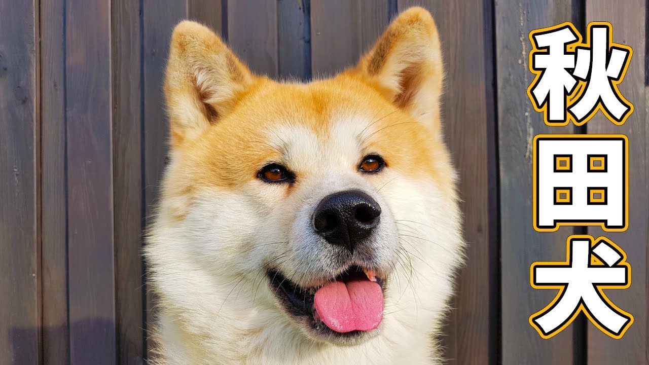 pictures of japanese akita dogs