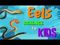 Eel Learning Quiz