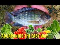 Learn Aquaponics The Easy Way