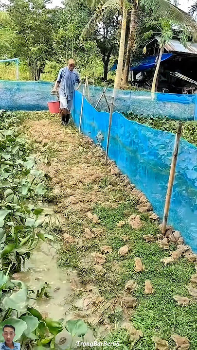 FARMER ESCAPES POVERTY THANKS TO COMMERCIAL FROG FARMING MODEL