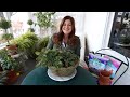 Fixing a Neglected Houseplant Arrangement & Rooting African Violets 🤦‍♀️😆🌿// Garden Answer