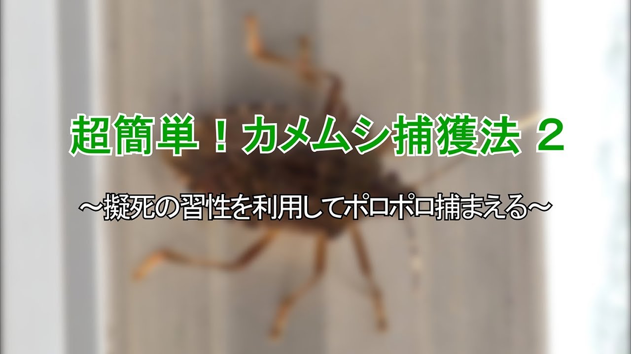 超簡単 カメムシを無臭でポロポロ捕獲する方法 How To Cach Stink Bugs Easily Youtube