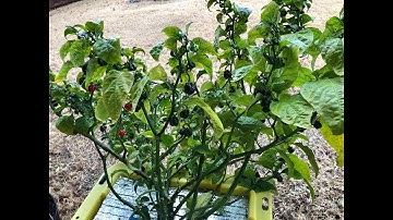 DWC To Kratky To Soil