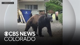 Colorado drought blamed for increase in bear sightings around Arvada