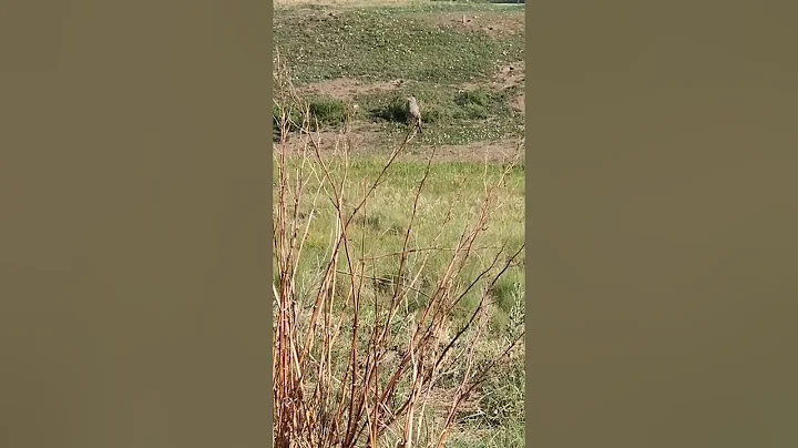 Peaceful Prairie