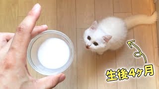 うちのもふ猫の子猫時代が可愛いすぎるので見て欲しい…！