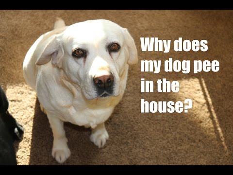 Video: Prečo je môj pes močenie v dome?