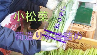 小松菜の荷造り＆袋詰め #33 2019/11/30