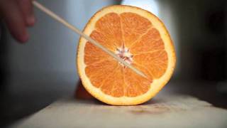 Budowa owocu cytrusowego na przykładzie pomarańczy