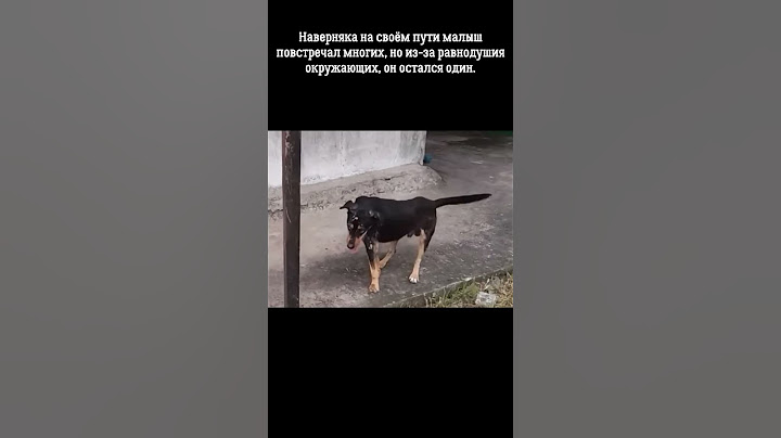 Мы даже не могли себе представить, что произошло с этим пëсиком