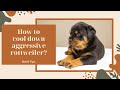 How to handle Aggressive rottweiler dog ? | Practical Example | Contact - 9369347740, 7275863266