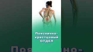 МОЖНО ЛИ РАСТЯГИВАТЬ ПОЯСНИЧНО-КРЕСТЦОВЫЙ ОТДЕЛ?! #поясница #растяжка #титовцентр
