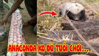 Con Vật 'MẸ THIÊN HẠ', Không Sợ Gì, Kể Cả BÁO, RẮN ĐỘC?