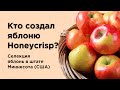 Кто создал яблоню "Медовый хруст" (Honeycrisp)? История селекции яблонь в штате Миннесота (США)