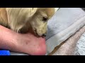 足舐めの為に歯磨きを頑張ってるミニチュアダックスフンドのミルクとミニピンのヌテラ| loves licking and kissing legs #dog #lick