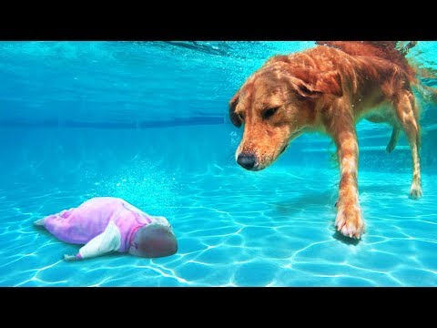 un-perro-héroe-salva-a-un-niño-en-el-agua.-10-veces-en-las-que-los-animales-salvaron-a-los-humanos