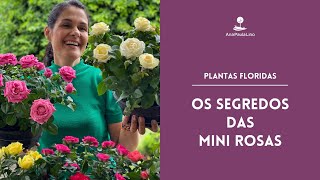 PLANTAS FLORIDAS: Como cuidar de mini rosas