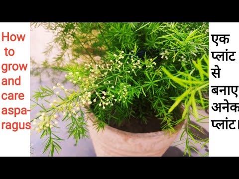 HOW TO EASILY GROW AND CARE ASPARAGUS PLANT/शतावरी के पौधे की आसान देखभाल।वीडियो जरूर देखे.