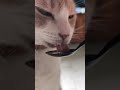 #gatosdomésticos #cat #gatoshermosos #cute #shorts #short #shortvideo #tendencia #humor #humour