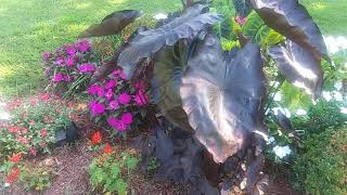 Black Elephant Ear Diamond Head