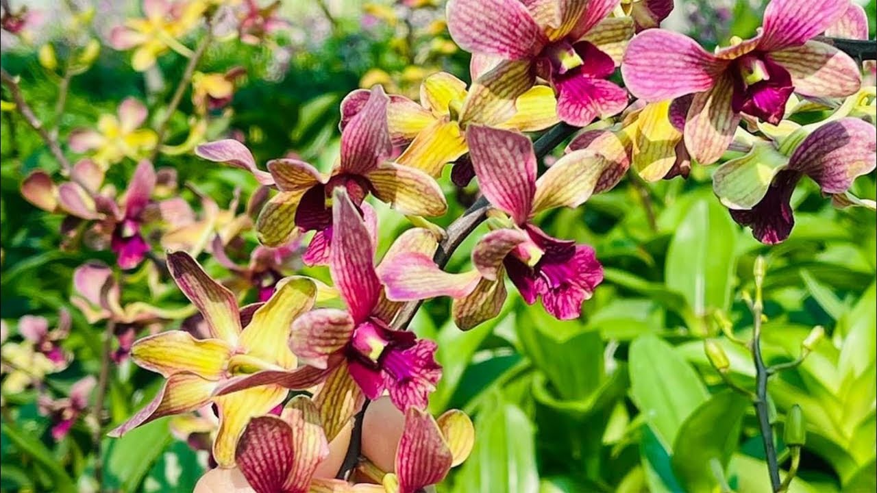 Thanh lý 250Bs ☎️0903177978