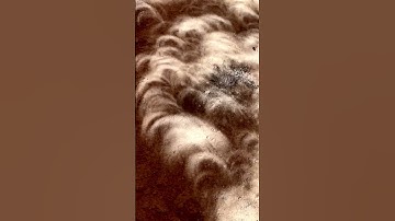 Annular Solar Eclipse Creates Crescent-shaped Shadows Science Phenomenon #annularsolareclipse