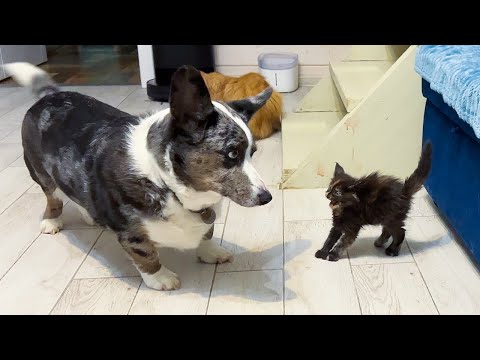 Видео: Pet Scoop: котенок Bobcat, спасенный от пожара, офицеры-дурачки с чучелами тигров
