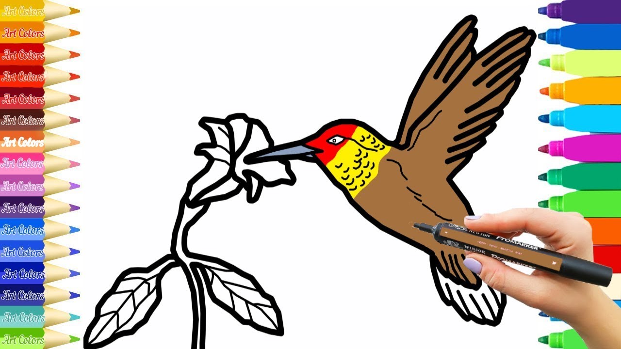 How To Draw a Hummingbird | Hummingbird Coloring Pages | Learn ... How To Draw a Hummingbird | Hummingbird Coloring Pages | Learn ...