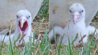 Royal Albatrosscute Wee Is Winging And Yawning405 Pm 20240131