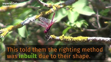 Dragonflies perform upside down backflips to right themselves