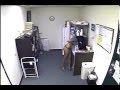 El siguiente tomara café con leche materna 