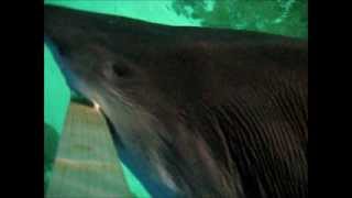 Here is a video of how we feed our Sandtiger sharks. Enjoy!