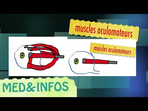 Vidéo: Comment évaluer les muscles extraoculaires ?