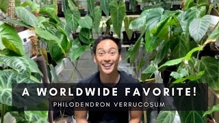 Plants of Instagram: Philodendron Verrucosum | Tips and Care Guide | Ep 86 screenshot 4