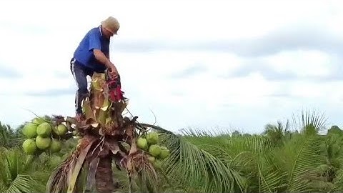 Vua khỉ cưa cây Dừa ở vị trí ít thợ cưa nào dám cưa. Sawing a tall coconut tree