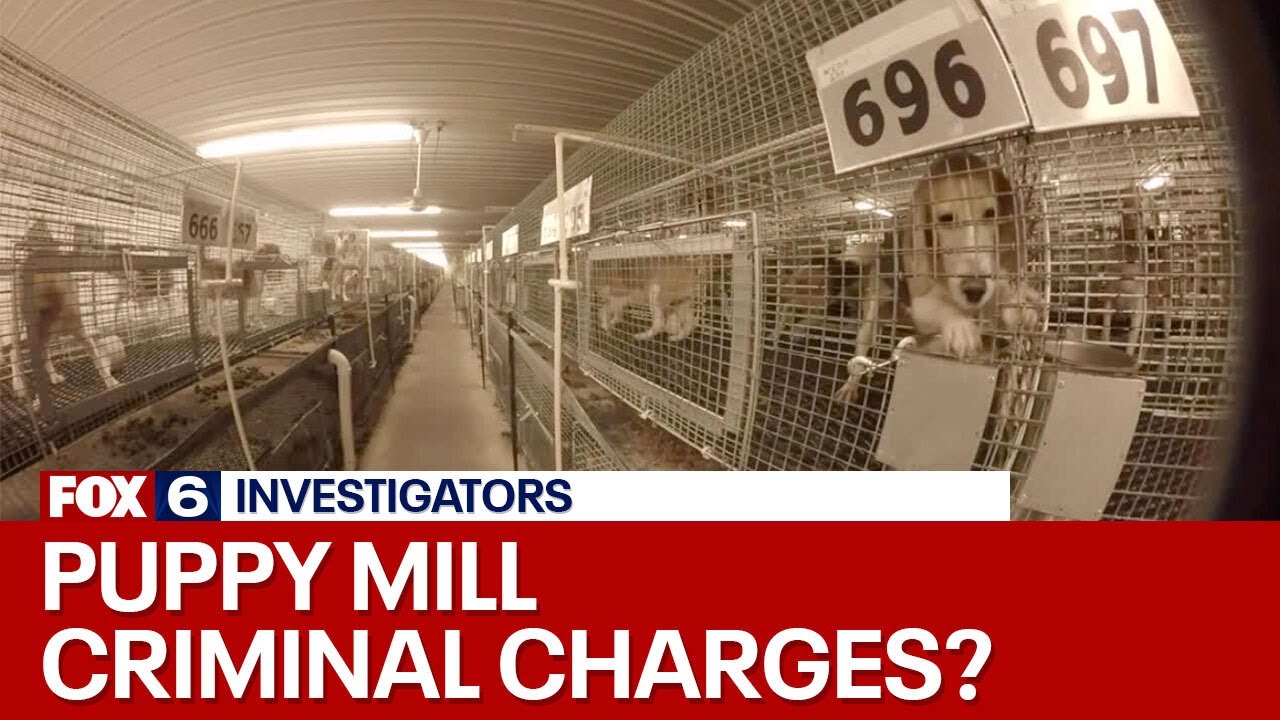Wisconsin puppy mill could face criminal charges | FOX6 News Milwaukee