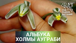 видео: Альбука Холмы Ауграби от мая до мая – год выращивания. Уход и содержание альбуки картинка: Альбука Холмы Ауграби от мая до мая – год выращивания. Уход и содержание альбуки