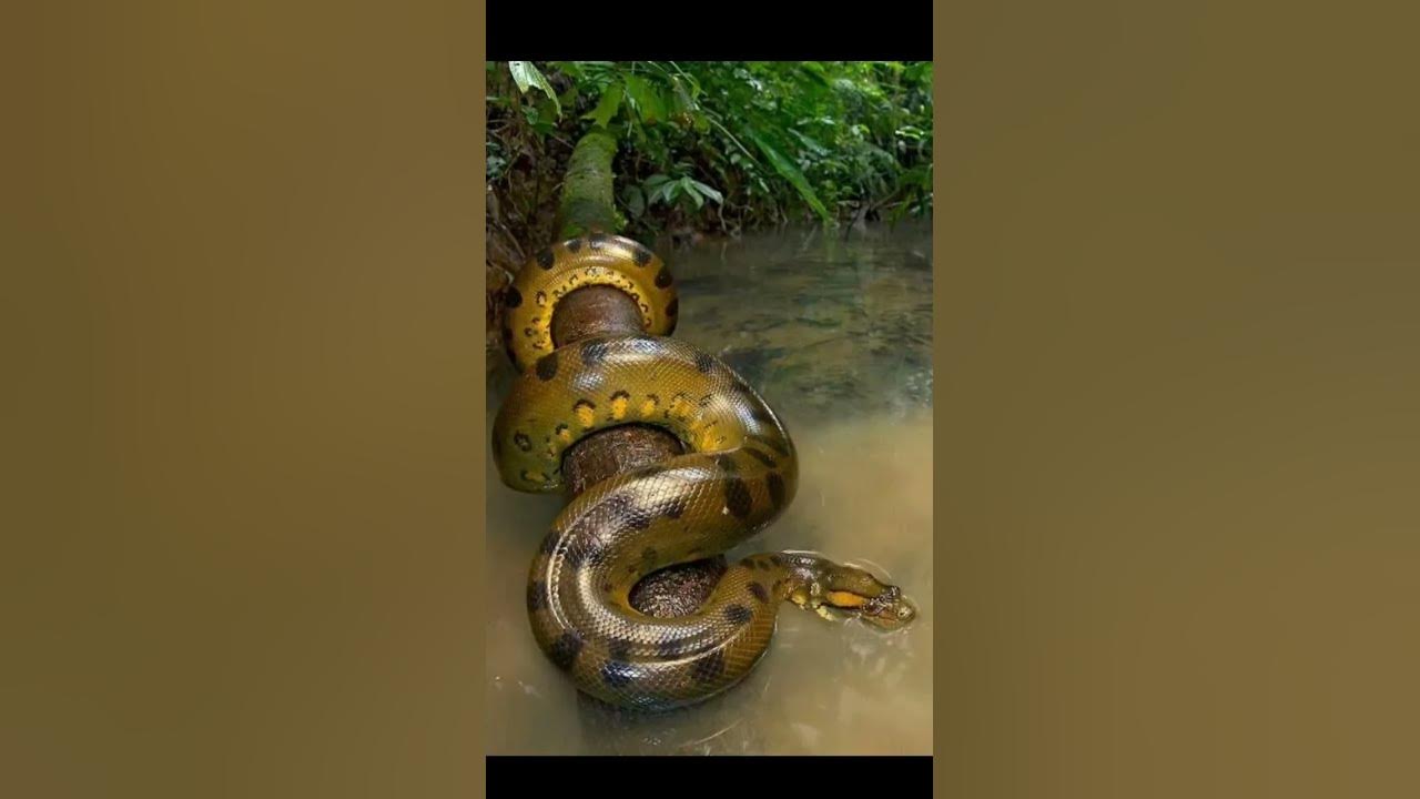 anaconda real life || mythical anaconda #shortvideo #viral