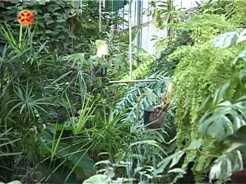 Doctor Amiran Nachkebia ექიმი ჰომეოპათი და ფიტოთერაპევტი ამირან ნაჭყებია  სიუჟეტი (2014)