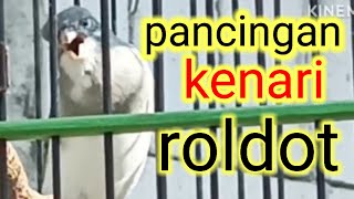 Download Lagu pancingan kenari roldot malas bunyi MP3