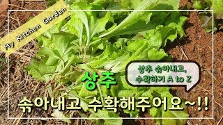 [상추 키우기 part 2.]텃밭에 파종한 상추를 솎아내고 수확을 해요~!!(솎아주는 시기와방법, 수확시기와 방법)