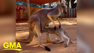 Baby kangaroo struggles to get into mom’s pouch I GMA