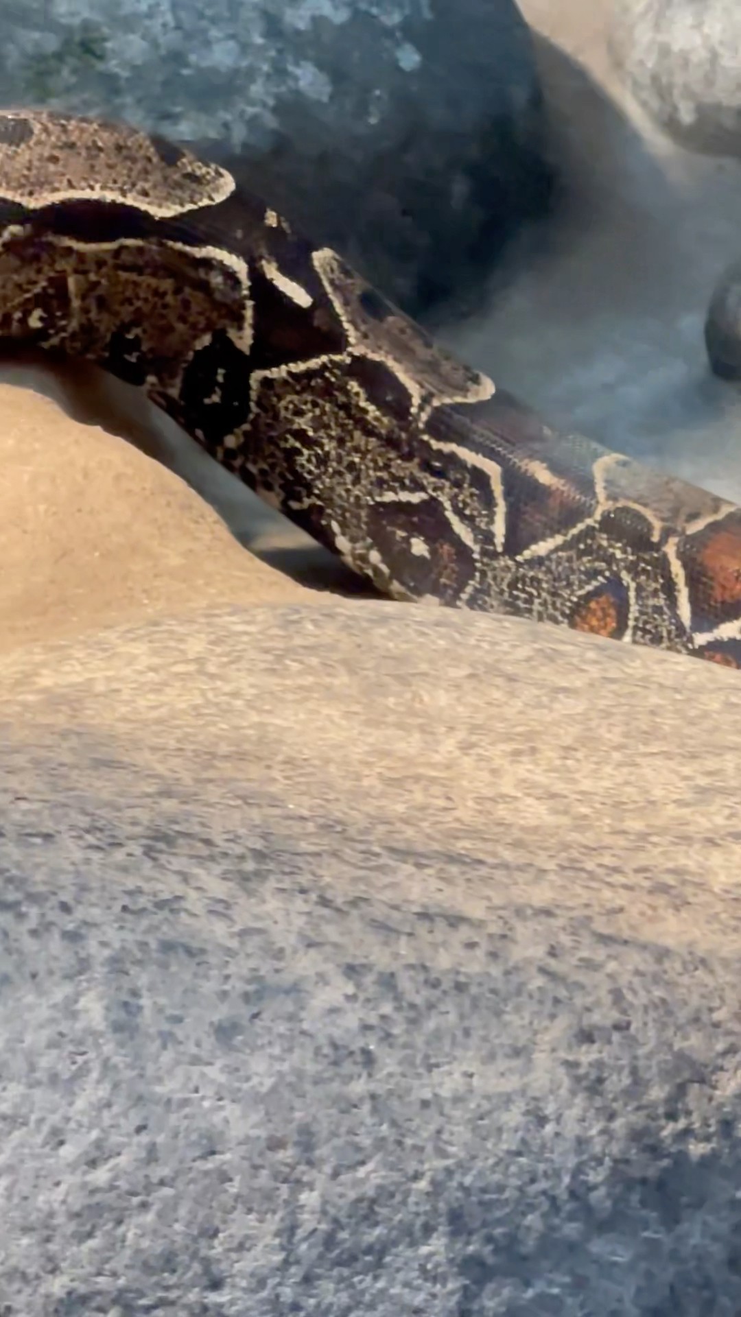 Glamorous Boa Snake